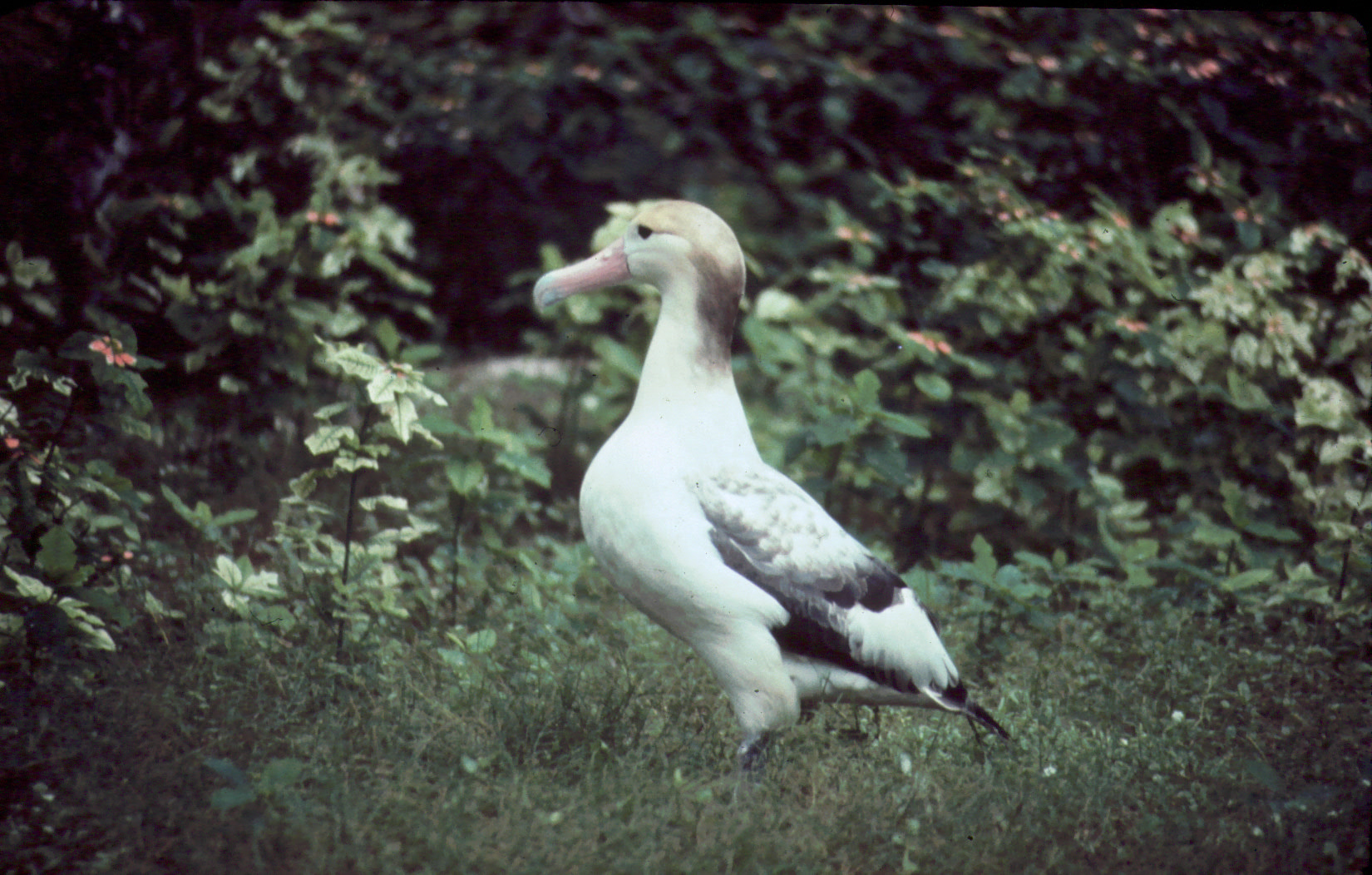 Short-tailed Albatross (Phoebastria albatrus) Hawaii